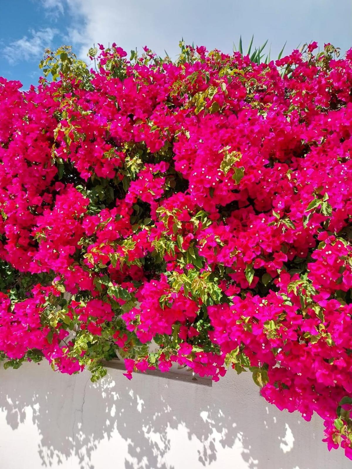 El Salam Campo Mijas Villa